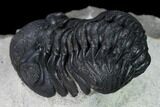 Nice, Austerops Trilobite - Visible Eye Facets #165914-4